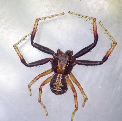 Xysticus sp.
